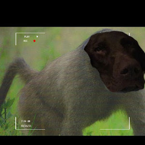 Meet your Posher, Josh